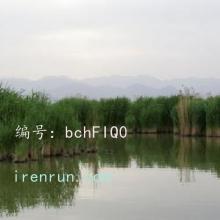 Ա